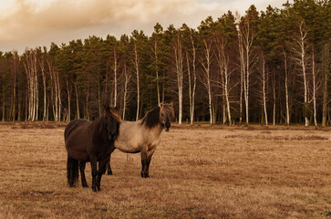 Wild Horses, golden hour in the nature reserve. Engure