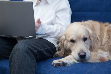 Dog,Golden Retriever,a laptop and the owner of the dog on the couch.