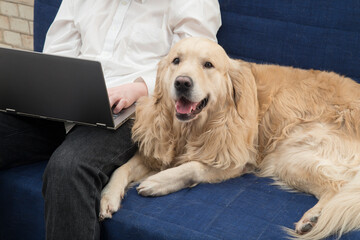 Dog,Golden Retriever,a laptop and the owner of the dog on the couch.