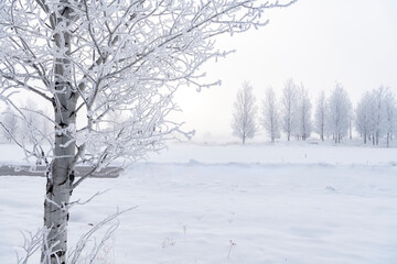 Fototapeta premium Hoar frost grows on trees on a wither fogy morning