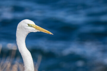 Beautiful close up of white heron with ocean background at La Jolla Cove San Diego