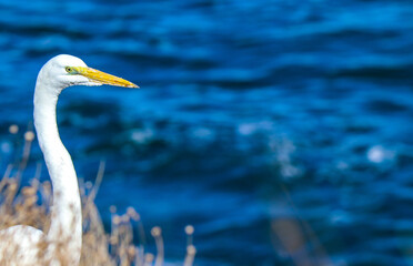 Beautiful close up of white heron with ocean background at La Jolla Cove San Diego