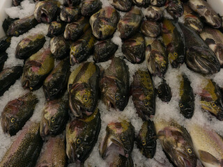 carcass of fish on the counter of the store