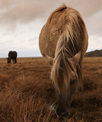Wilde Pferde, goldene Stunde im Naturschutzgebiet. Engure