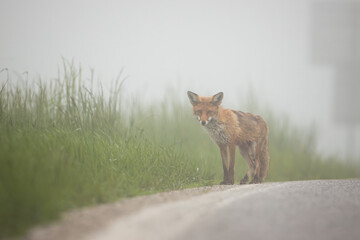 Shy red fox, vulpes vulpes, standing on the side of a road afraid of crossing a street. Shocked wild mammal staring into camera in fog from low angle near highway.