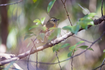木の枝にとまるルリビタキ