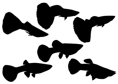 Aquarium fish guppies in the set. Female and male guppies.