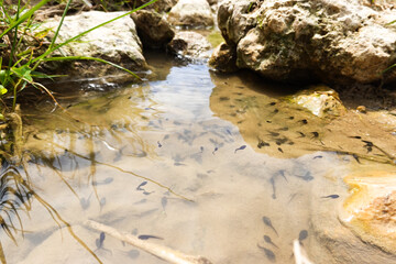 Tadpoles in pond
