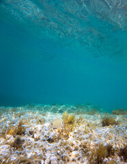 Underwater fish and grass