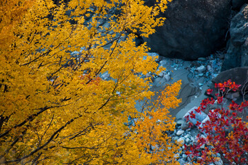 Red and Orange Autumn Leaves Background. Nature shot.