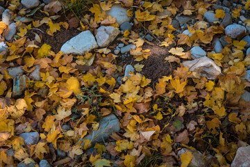 Old Equipment for table tennis - racket, ball, table outdoor with autumn foliage. Yellow leaves on table.