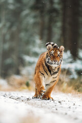 Naklejka na ściany i meble Siberian tiger (female, Panthera tigris altaica) walking, front view. A dangerous beast in its natural habitat. In the forest in winter, it is snow and cold.