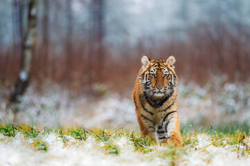 Siberian tiger (female, Panthera tigris altaica) walking, front view. A dangerous beast in its...