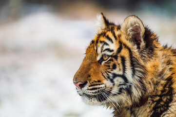 Close-up portrait of a Siberian tiger (female, Panthera tigris altaica). Side view, photographed in nature, snow can be seen in the background. Shallow depth of field, blurred background.