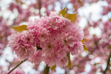 Fototapeta premium Beautiful pink cherry blossom flowers (sakura tree) nice wallpaper background, soft focus, shallow depth of field.
