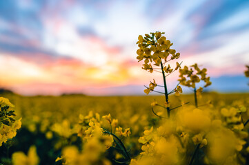 Obraz premium Close up of a yellow rapeseed flower. In the background is a colorful sunset and an entire rapeseed field. Shallow depth of field.