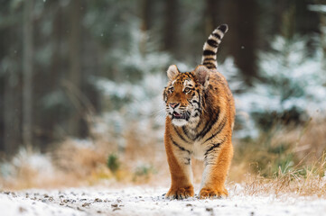 Siberian tiger (female, Panthera tigris altaica) walking, front view. A dangerous beast in its...