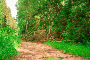 old pine tree falling on a country road. The tree fell during the storm.