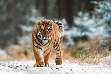Siberian tiger (female, Panthera tigris altaica) walking, front view. A dangerous beast in its...