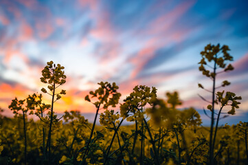 Close up of a yellow rapeseed flower. In the background is a colorful sunset and an entire rapeseed field. Shallow depth of field.