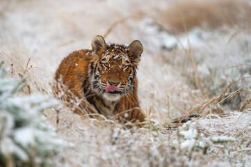 Siberian tiger (female, panthera tigris altaica) hiding in the grass and waiting for prey. Front View. A dangerous beast in its natural habitat. In the forest in winter, it is snow and cold.