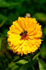 One bright yellow calendula flower with a nectar-collecting bee.