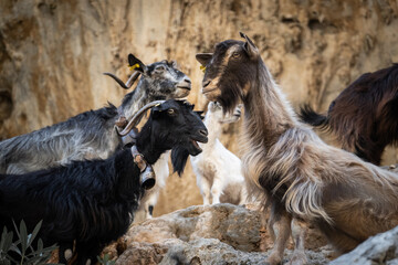 Fototapeta premium Flock of goat on cliff