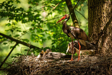 Family black stork, ciconia nigra, standing in nest on summer light. Aduld dark bird with long red...