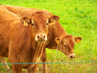 Photo of two brown cows in a field of grass