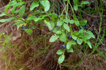Green branches with berry of bilberry in the forest. Berries of forest blueberries. Bunch of berry