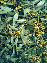 Leaves and flowers of Elaeagnus angustifolia  close up