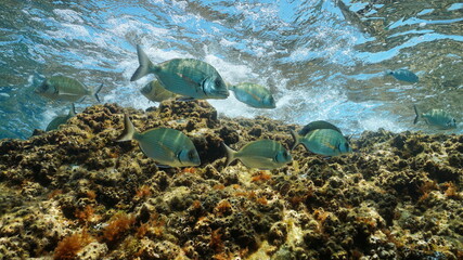 Fish in the sea, several sargo seabream (Diplodus sargus) underwater in the Mediterranean, Occitanie, France