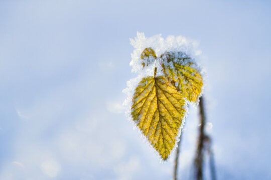 Gelbes Blatt in Eis gehüllt vom Frost und Schnee. Zeichen für Kälteeinbruch im Januar. 