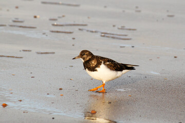 a ruddy turnstone at the beach at a sunny day in winter closeup at the dutch coast
