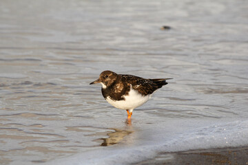 a ruddy turnstone stands in the sea in winter at the dutch coast