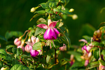 Beautiful flowers of white-lilac fuchsia in the summer garden.