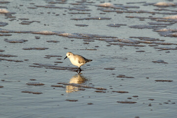 a white sanderling walks in the water of the westerschelde sea at a sunny day in winter at the dutch coast in zeeland