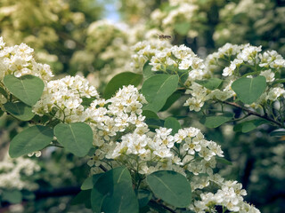 Branch of white flowers Crataegus monogyna.