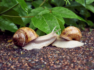 Date of two snails on a background of leaves