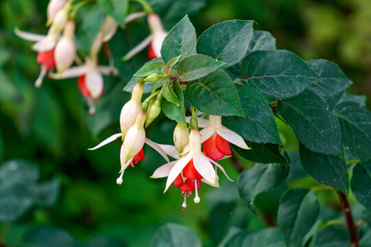 Beautiful fuchsia flowers of white-red color in the summer garden.