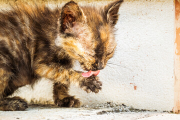 Kitten grooming her paw