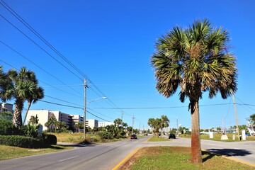 Windswept Palm by the Bay