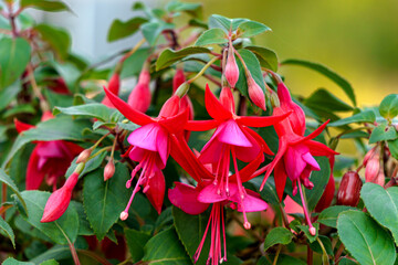 Beautiful fuchsia flowers of bright pink color in the summer garden.