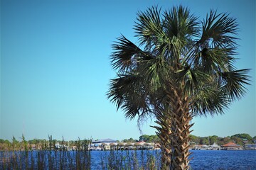 Palm tree by lakeside with marina in the distance