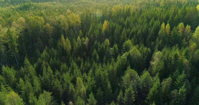 Aerial view of green wild forest in morning after sunrise