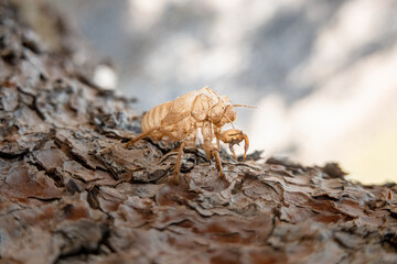 Extreme close-up of insect