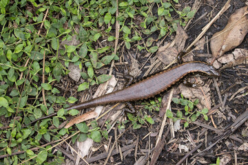 Gravid or pregnant Eastern Water Skink