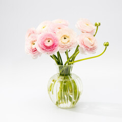 pink persian buttercup isolated on pale gray