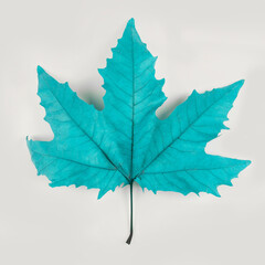 Maple leaf colored in blue on white background. Minimal autumn concept.