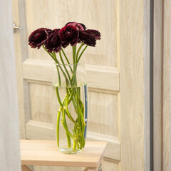 A bouquet of dark brown burgundy ranunculus are in a round glass vase made of corrugated glass on a high wooden stool in the doorway as an interior decoration.